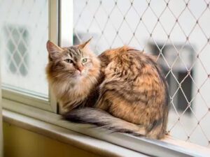 Rede de proteção para Gatos e Pets