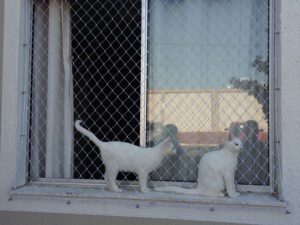 Rede de proteção para Gatos e Pets