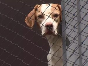 Rede de proteção para Cães e Pets