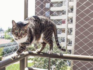 Rede de proteção para Gatos e Pets