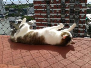 Redes de proteção para gatos e pets