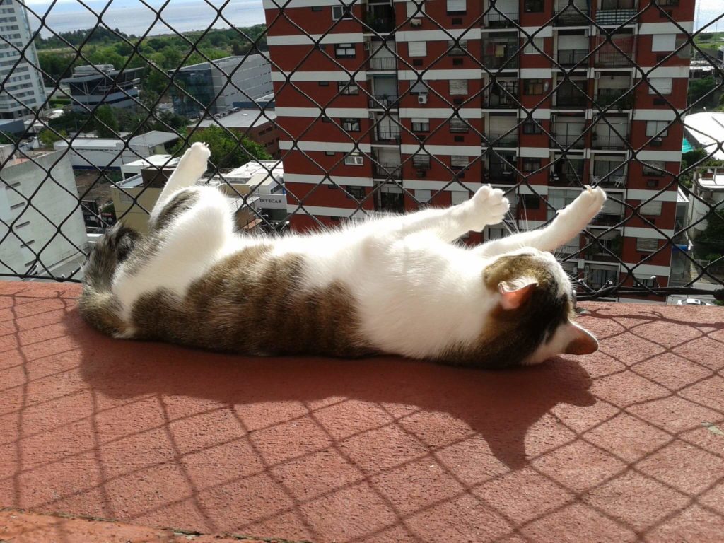 Rede de proteção para Gatos e Pets