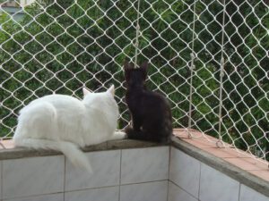 Redes de proteção para gatos e pets