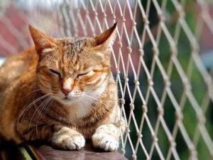 Rede de proteção para Gatos e Pets